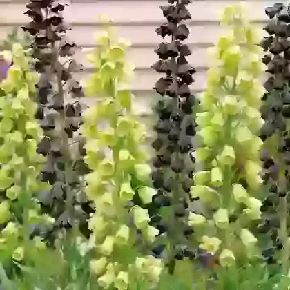 Mixed